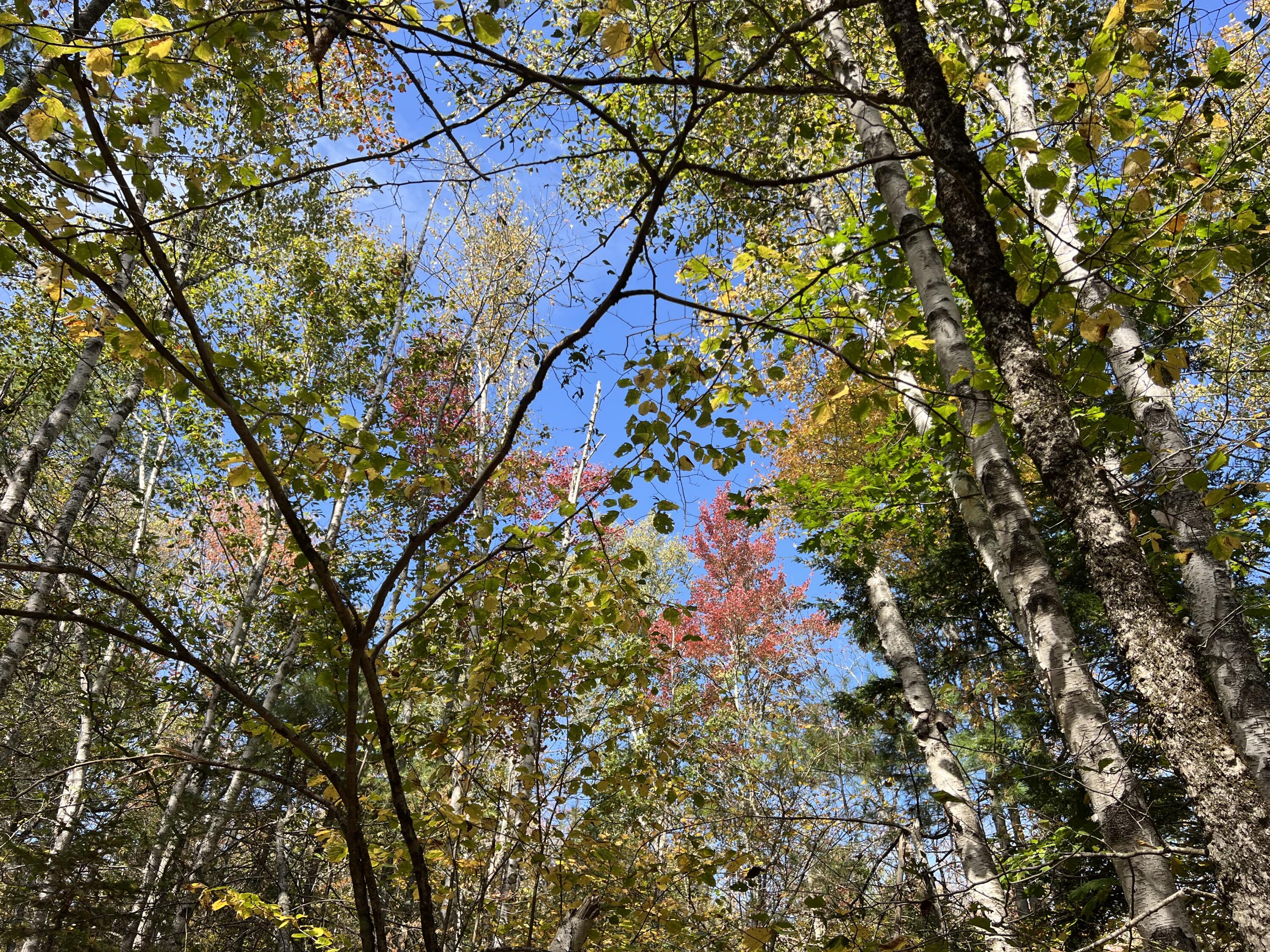 Lot 69 Campground Road Searsport, ME 04974 - Photo 42 of 46 IMG_6780