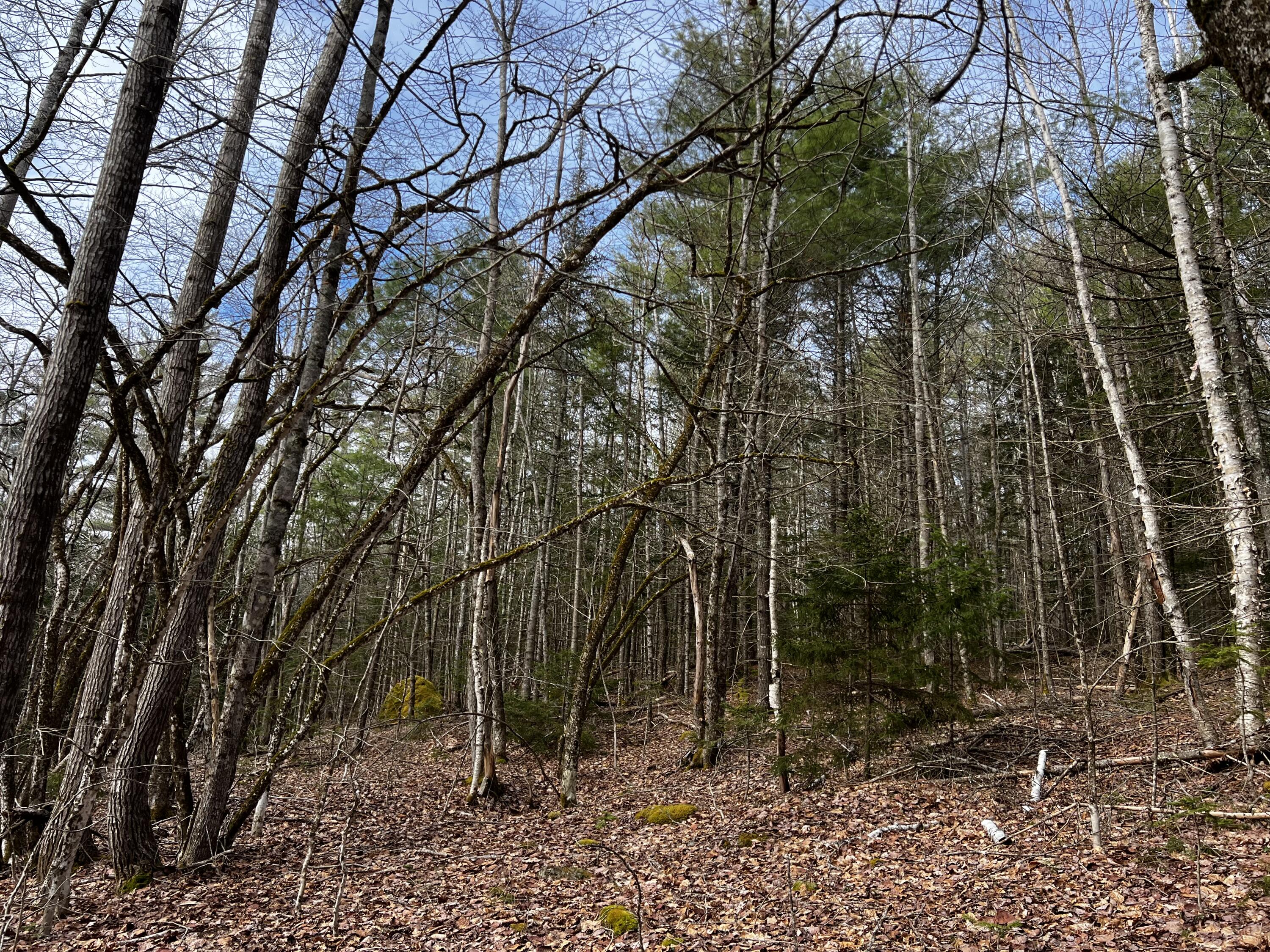 Lot 69 Campground Road Searsport, ME 04974 - Photo 5 of 46 IMG_9577