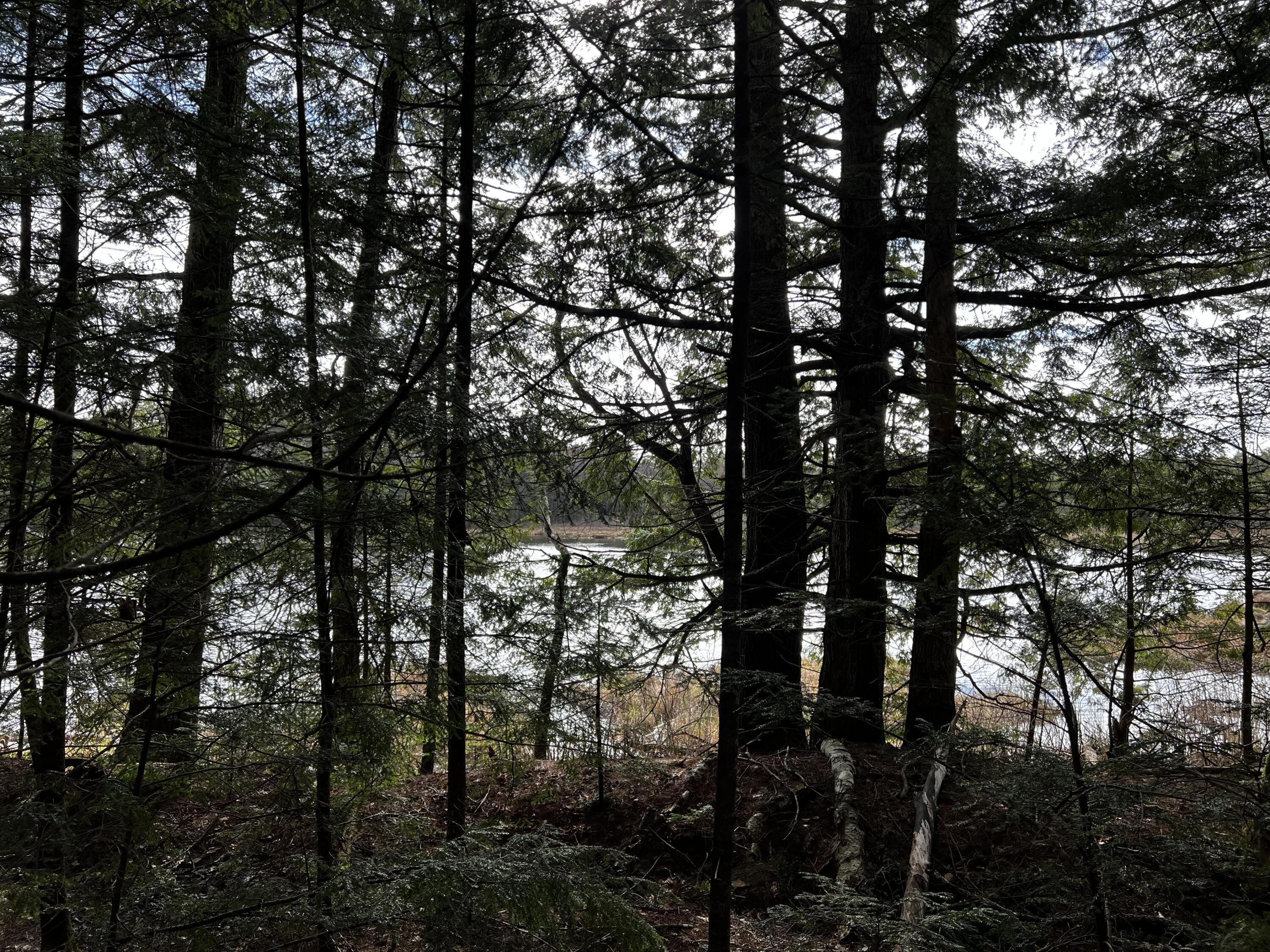 Lot 69 Campground Road Searsport, ME 04974 - Photo 7 of 46 IMG_9584