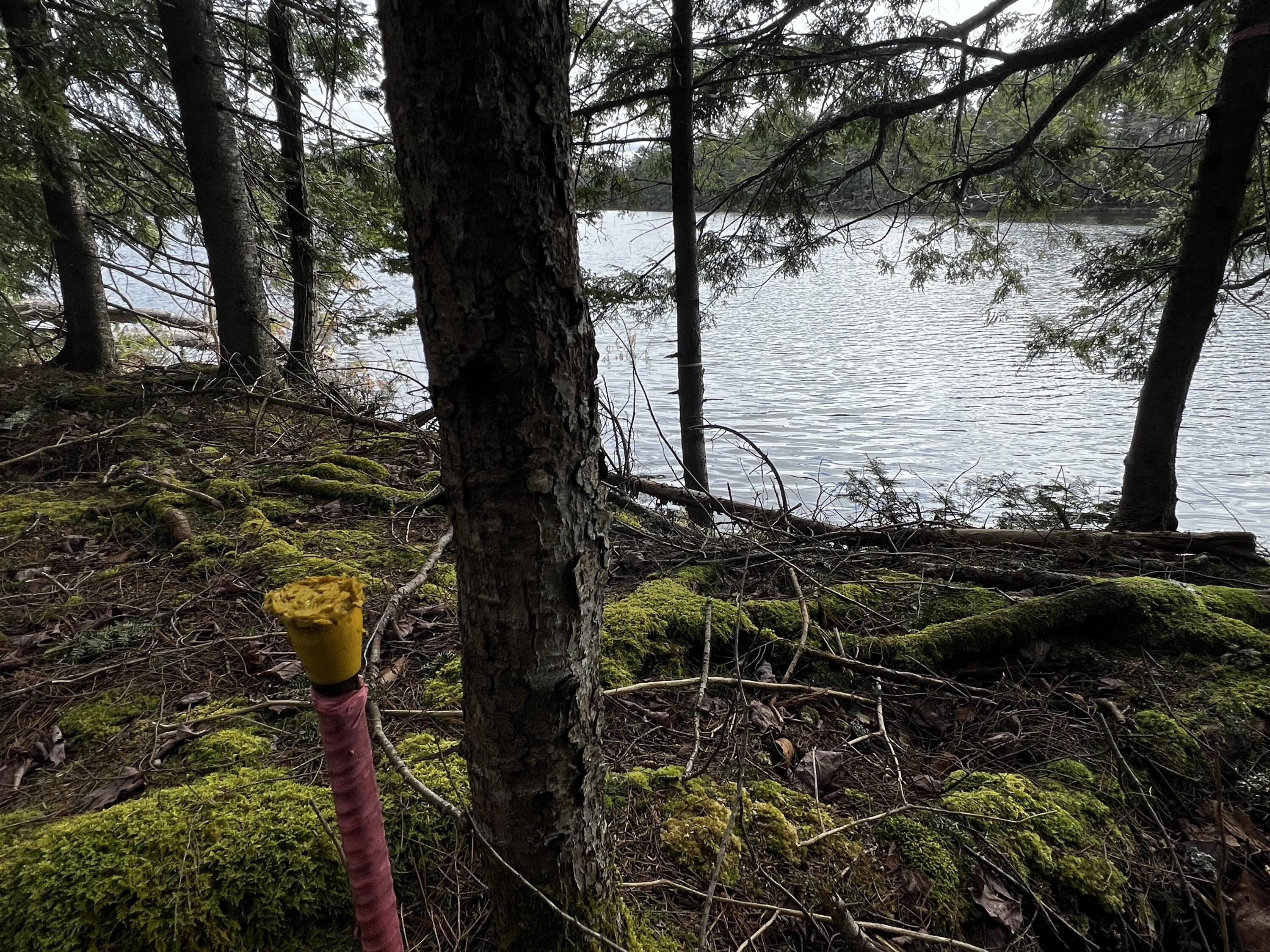 Lot 69 Campground Road Searsport, ME 04974 - Photo 8 of 46 IMG_9600