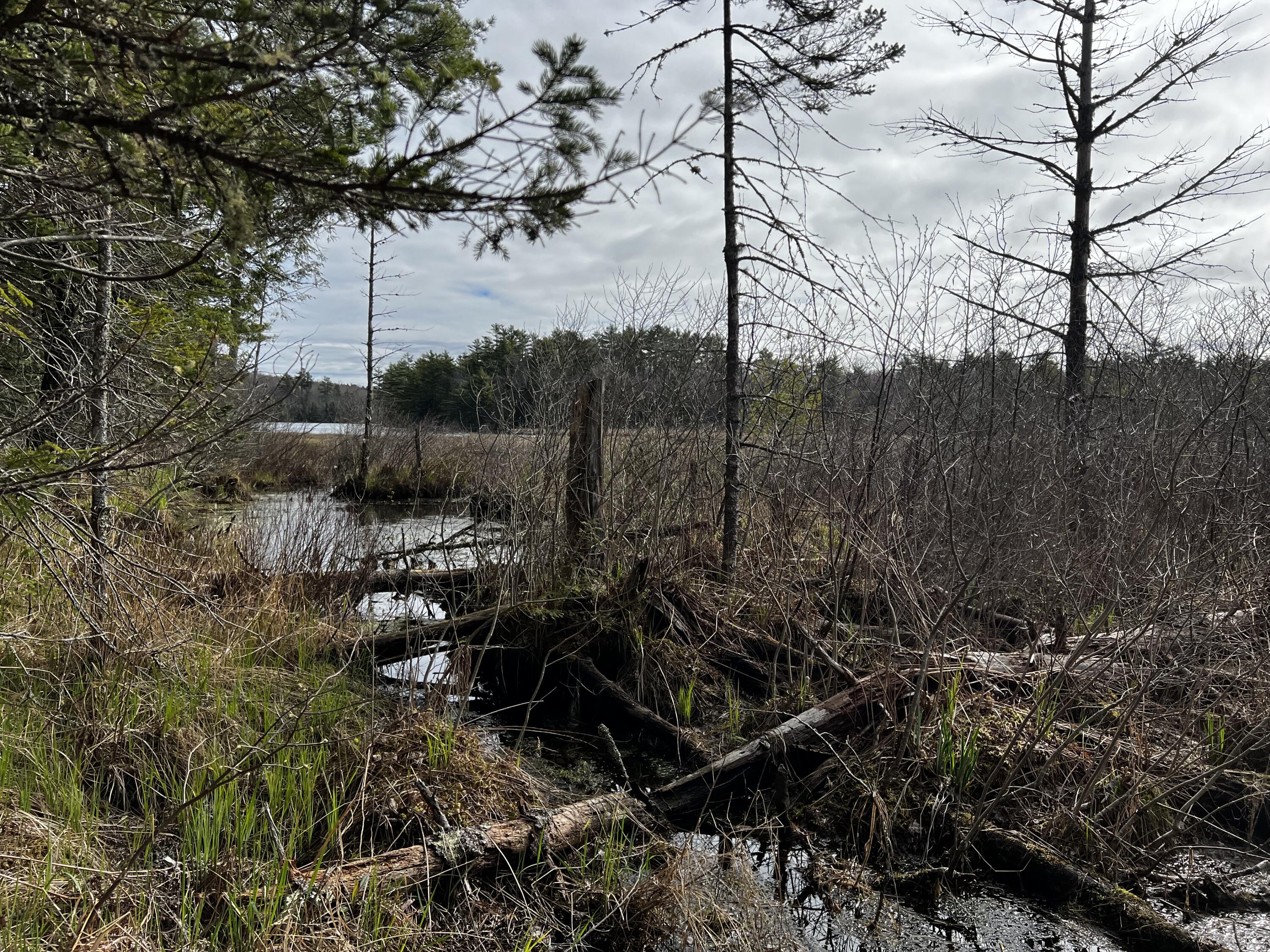 Lot 69 Campground Road Searsport, ME 04974 - Photo 10 of 46 IMG_9580