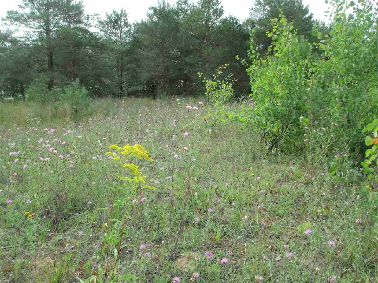 Anderson Road Kalkaska, MI 49646 - Photo 15 of 17 1860155-14.JPG