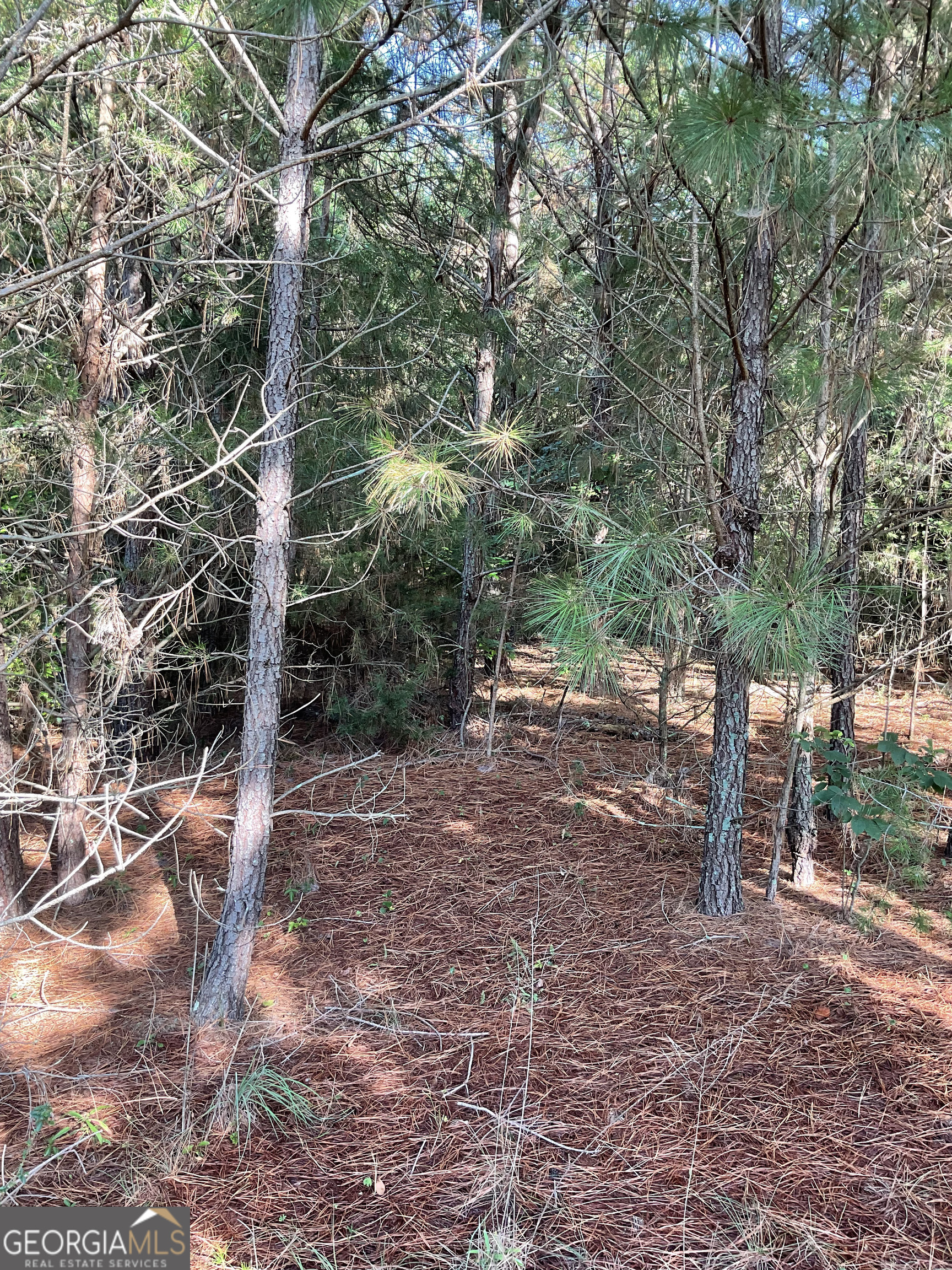 0 Bowers Street, Unit LOT 18 Bowman, GA 30624 - Photo 4 of 8 a view of a forest filled with trees