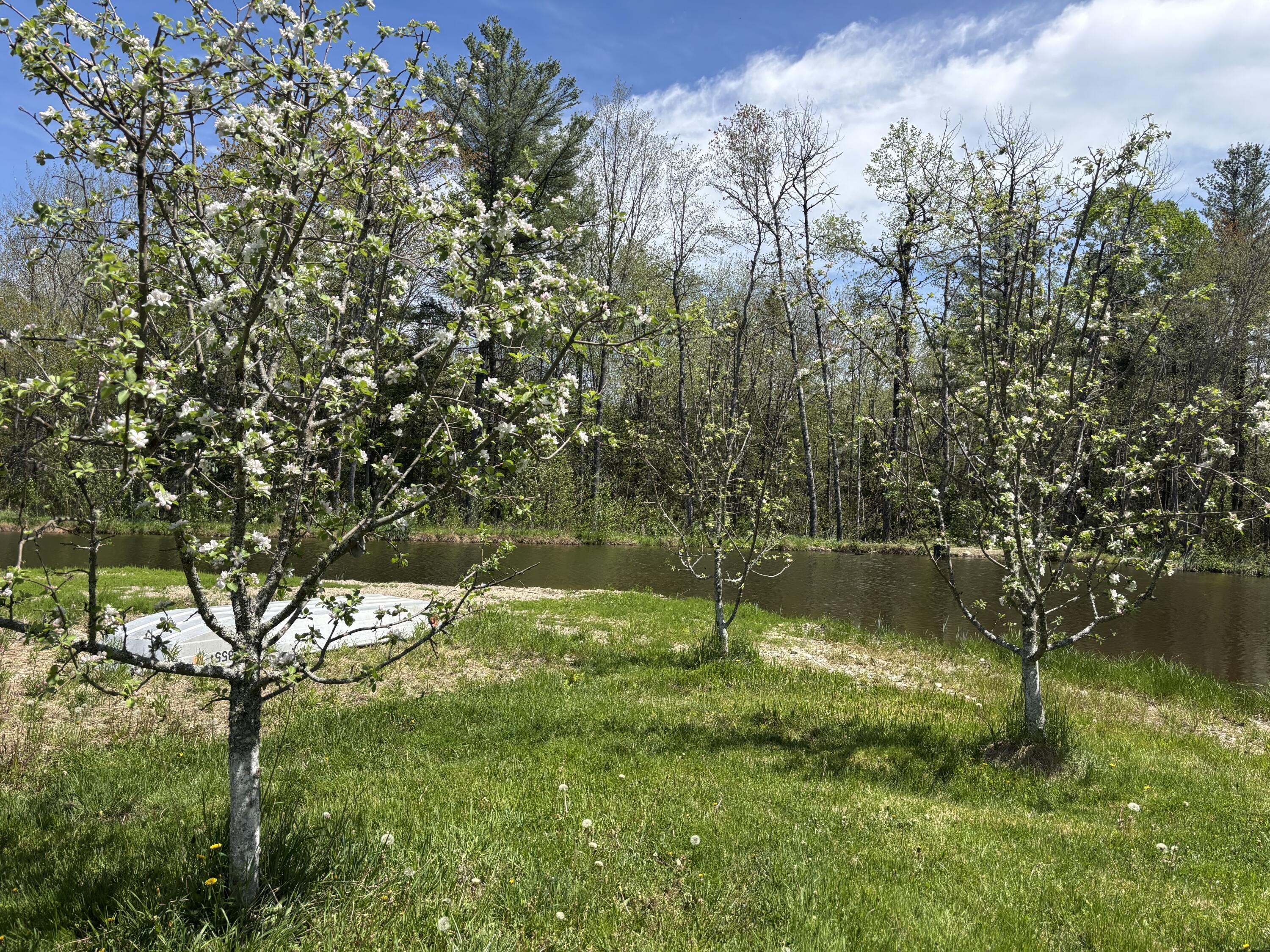 773 Hatchery Road Deblois, ME 04622 - Photo 3 of 24 Apple Trees Facing Water