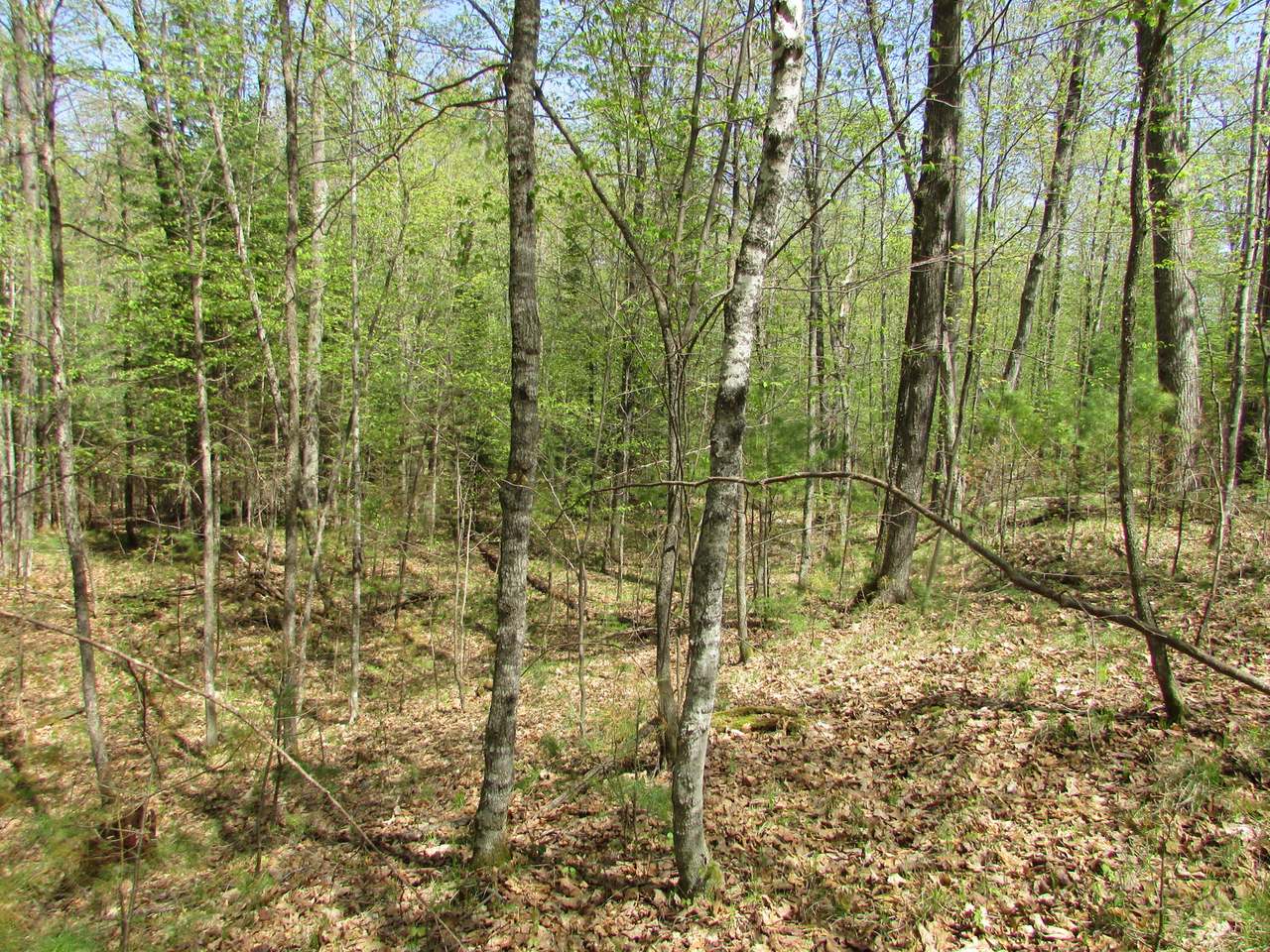 On Ridgeview Drive Harshaw, WI 54529 - Photo 16 of 19 Gallery Image 16
