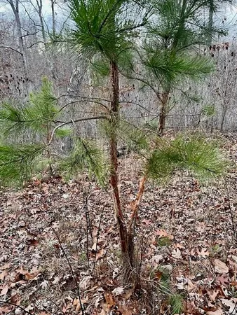$314,675 | 0 125.87 Ac Tract1-a Clear Creek Road, Richwoods, MO 63071