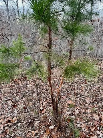 $314,675 | 0 125.87 Ac Tract1-a Clear Creek Road, Richwoods, MO 63071