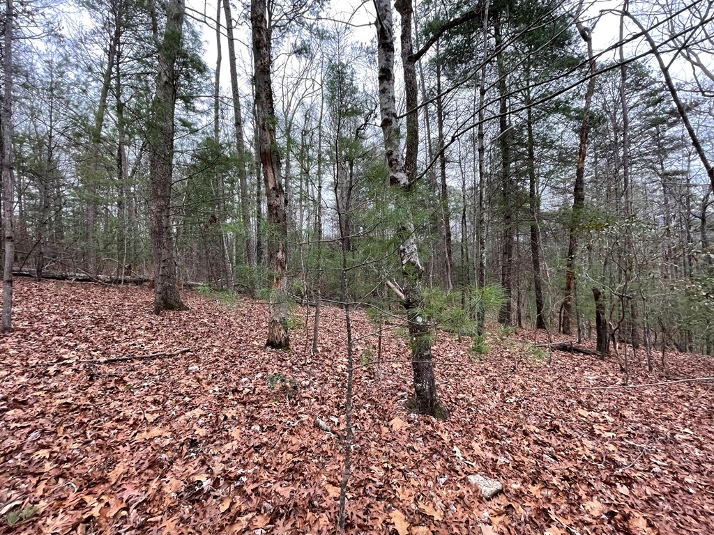 Lot 40 Squirrel Hunting Road Ellijay, GA 30536 - Photo 6 of 11 Gallery Image 6
