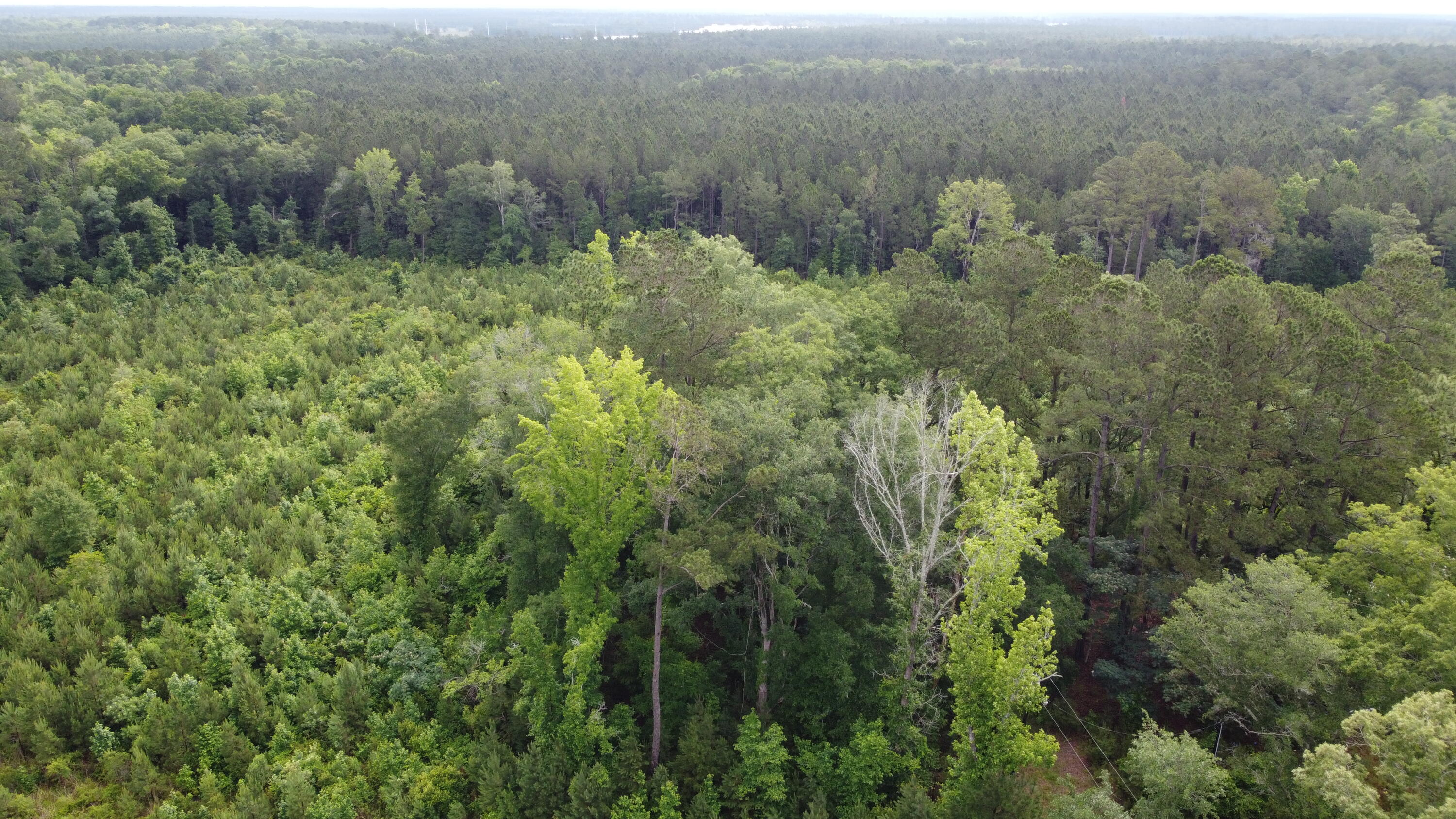 126 Batten Way Ridgeville, SC 29472 - Photo 17 of 25 DJI_0517