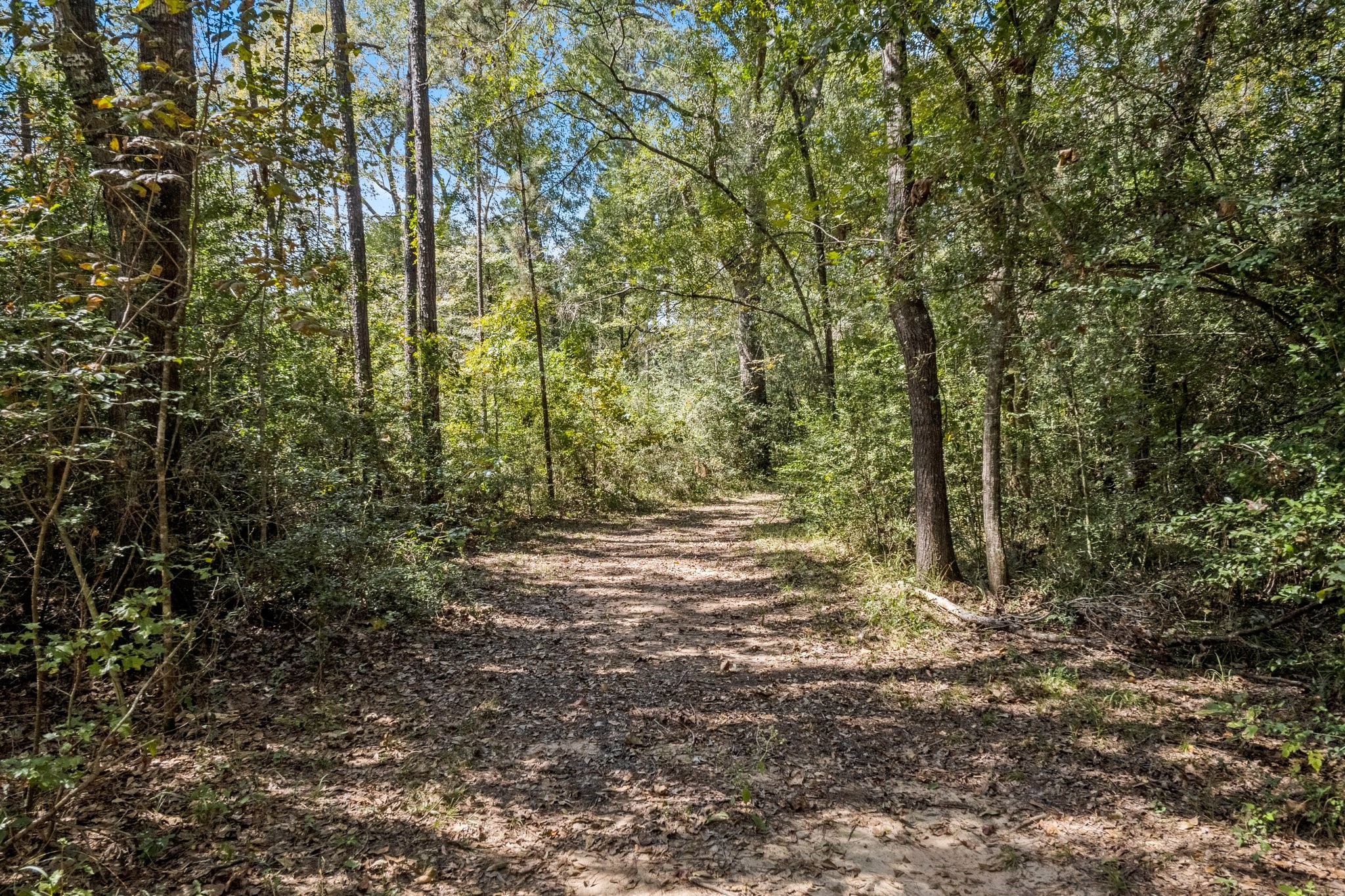 7105 Mt Zion Road New Waverly, TX 77358 - Photo 5 of 42 One of the trails around the property. Great for morning walks for rides in the side by side!
