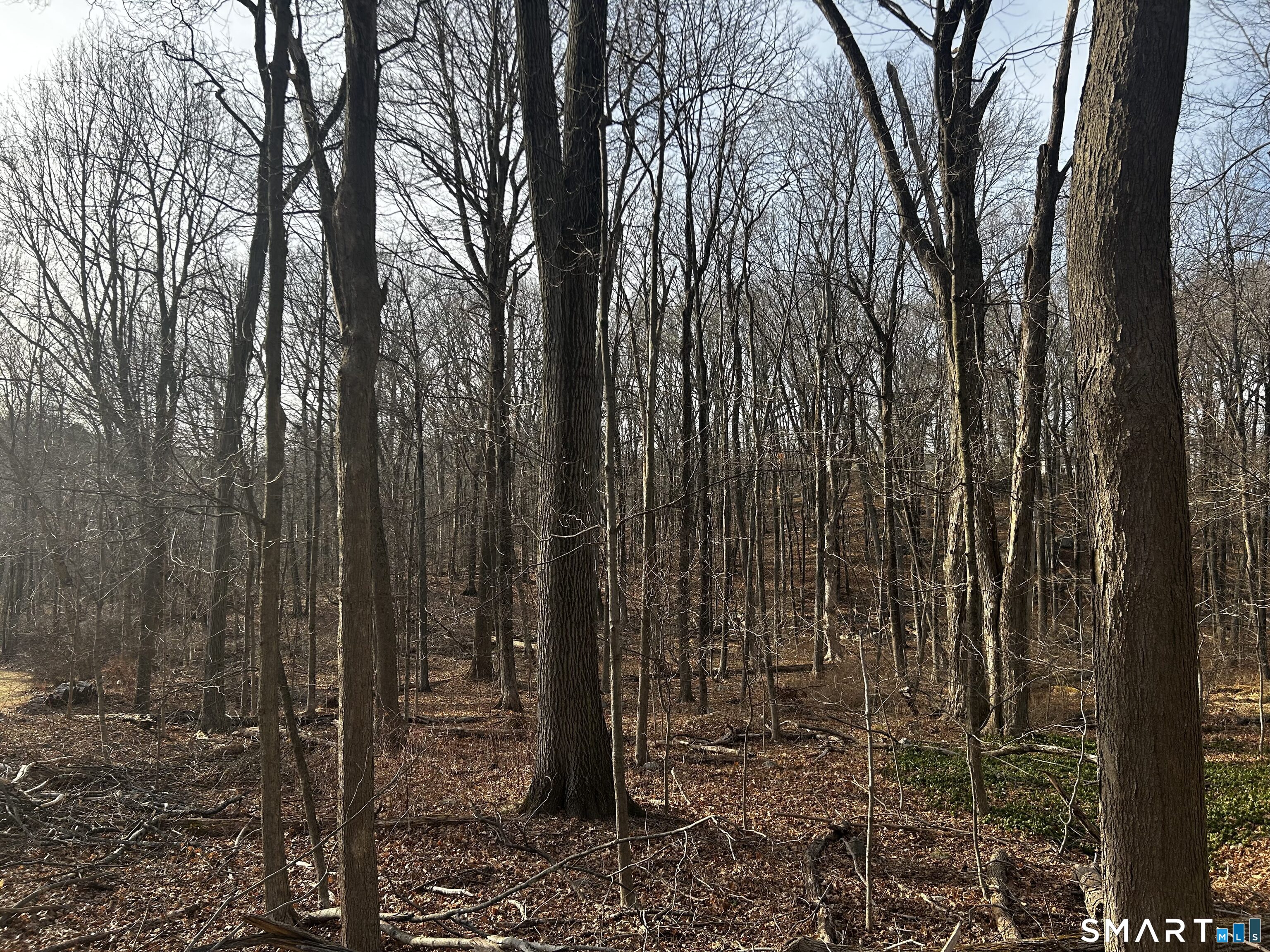 6 Westminster Road Danbury, CT 06811 - Photo 2 of 3 a view of a forest