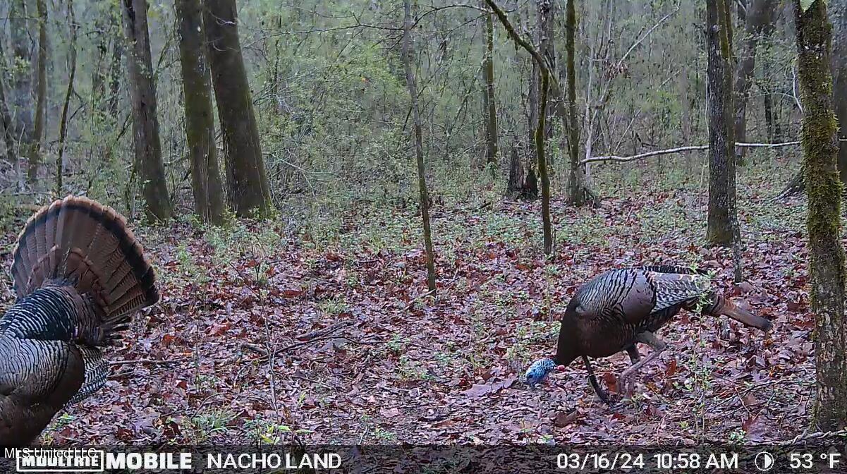 35 Highway 35 Vaiden, MS 39176 - Photo 11 of 88 Screenshot 2024-10-17 153838