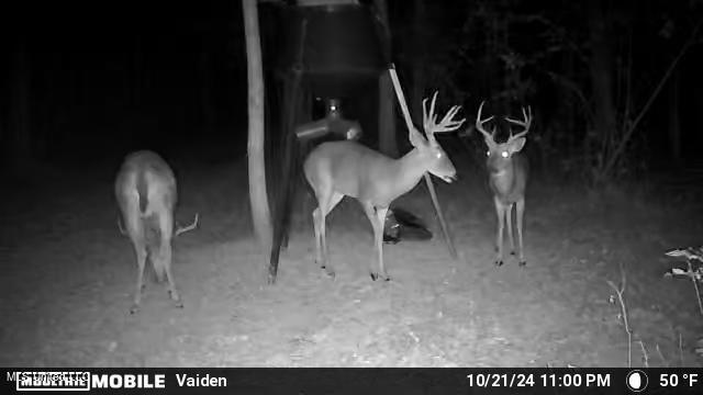 35 Highway 35 Vaiden, MS 39176 - Photo 12 of 88 Temp_1203318-20241022060222-100MFCAM_MFD