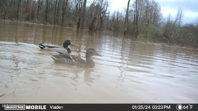 35 Highway 35 Vaiden, MS 39176 - Photo 13 of 88 Temp_1377679-20240125212418-202401251523