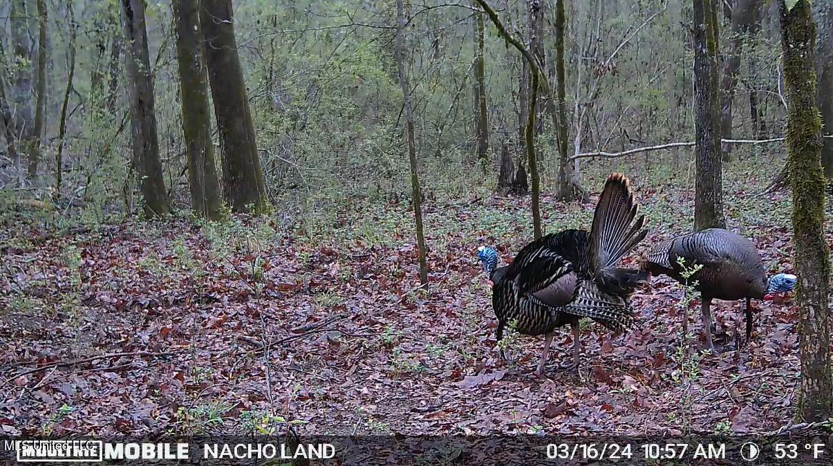 35 Highway 35 Vaiden, MS 39176 - Photo 2 of 88 Screenshot 2024-10-17 153746