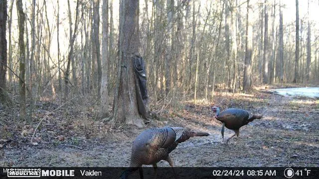 $365,817 | 35 Highway 35, Vaiden, MS 39176