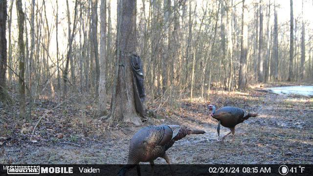 35 Highway 35 Vaiden, MS 39176 - Photo 21 of 88 1203318-20240224190143-20240224081600_01