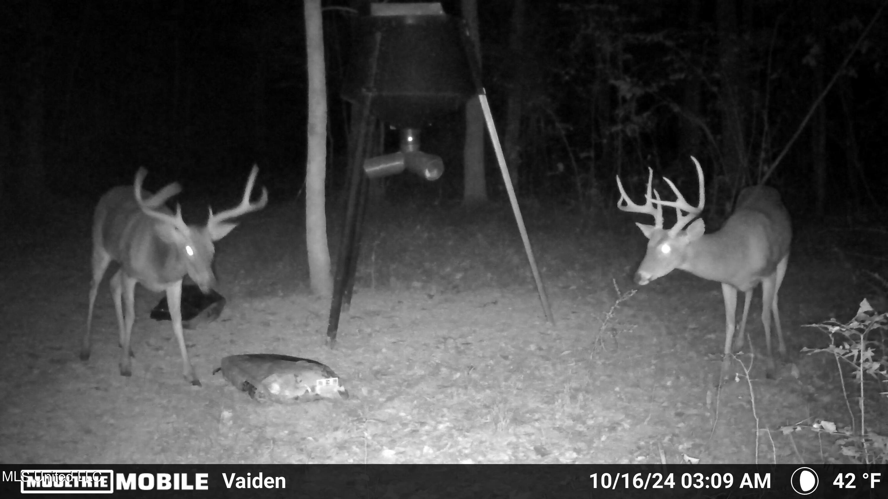 35 Highway 35 Vaiden, MS 39176 - Photo 23 of 88 1203318-20241016120229-100MFCAM_MFDC0350