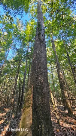 $301,950 | 35 Highway 35, Vaiden, MS 39176