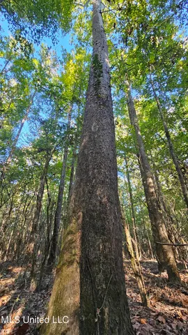 $365,817 | 35 Highway 35, Vaiden, MS 39176