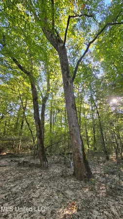 $301,950 | 35 Highway 35, Vaiden, MS 39176