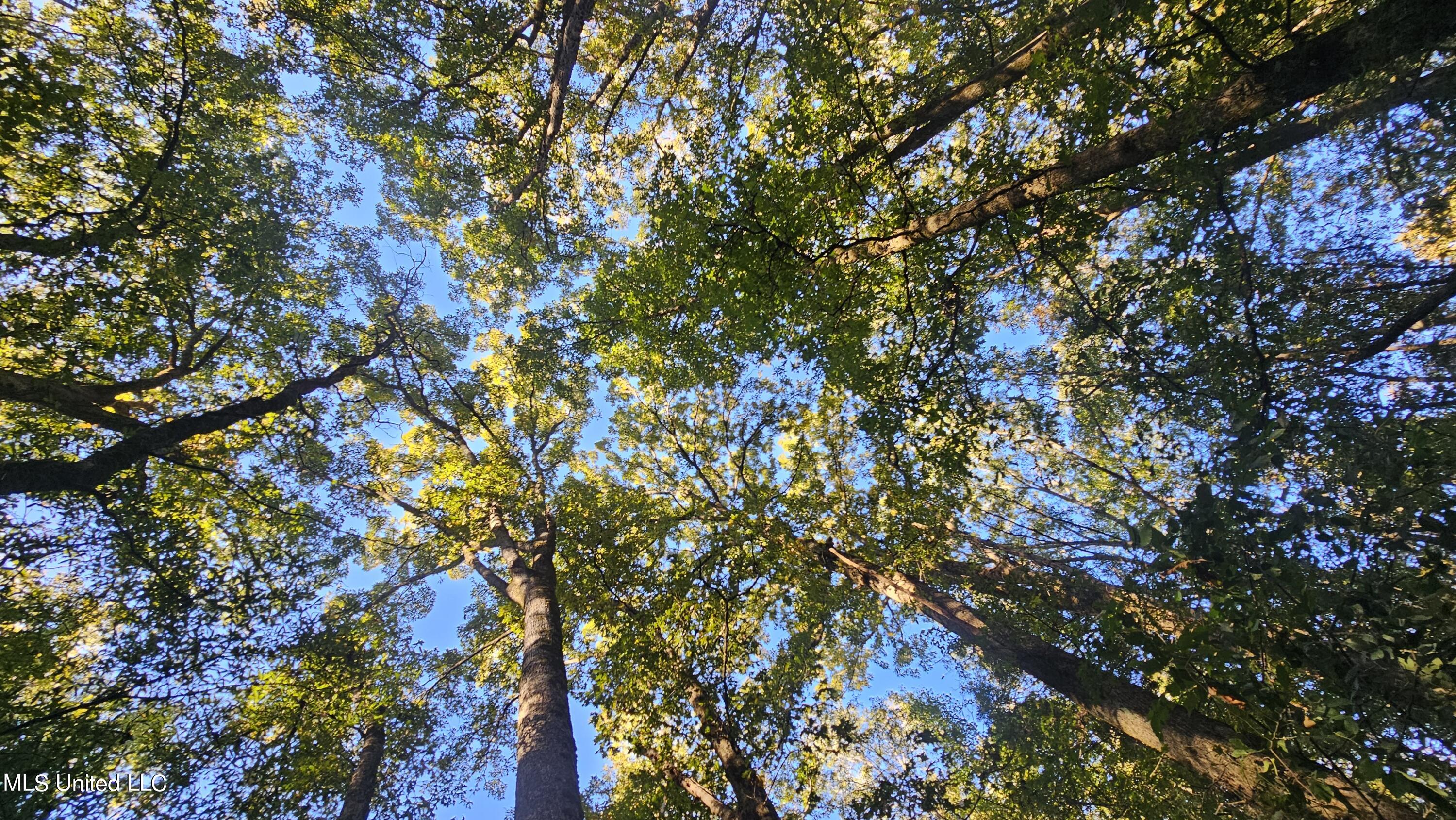 35 Highway 35 Vaiden, MS 39176 - Photo 49 of 88 20241022_162136