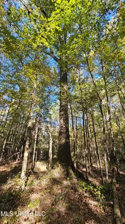 $301,950 | 35 Highway 35, Vaiden, MS 39176