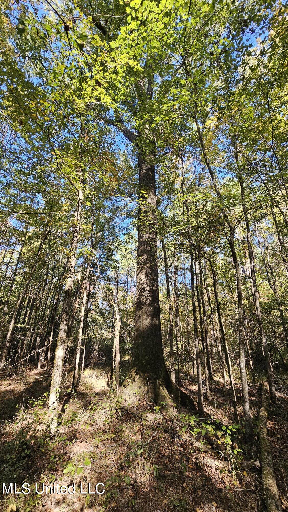 35 Highway 35 Vaiden, MS 39176 - Photo 6 of 88 20241022_152559