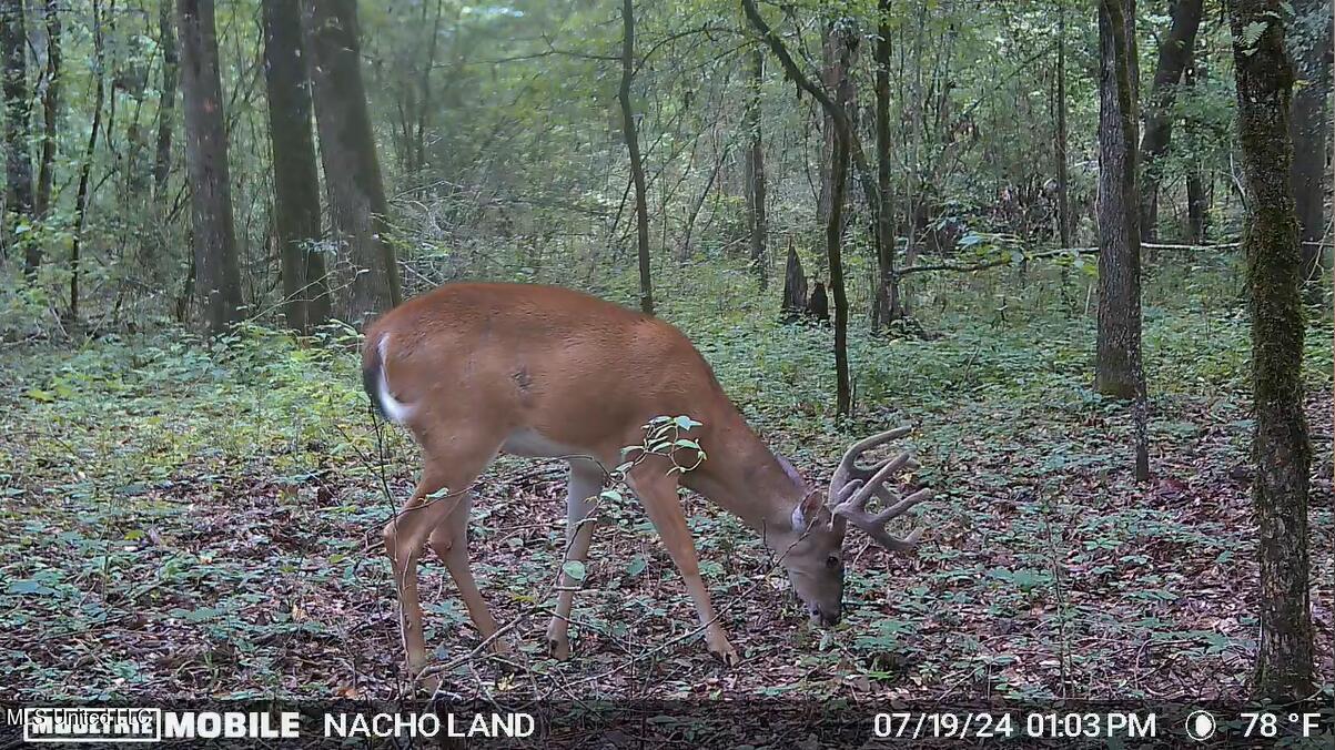 35 Highway 35 Vaiden, MS 39176 - Photo 65 of 88 Screenshot 2024-10-17 154336