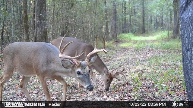 $365,817 | 35 Highway 35, Vaiden, MS 39176