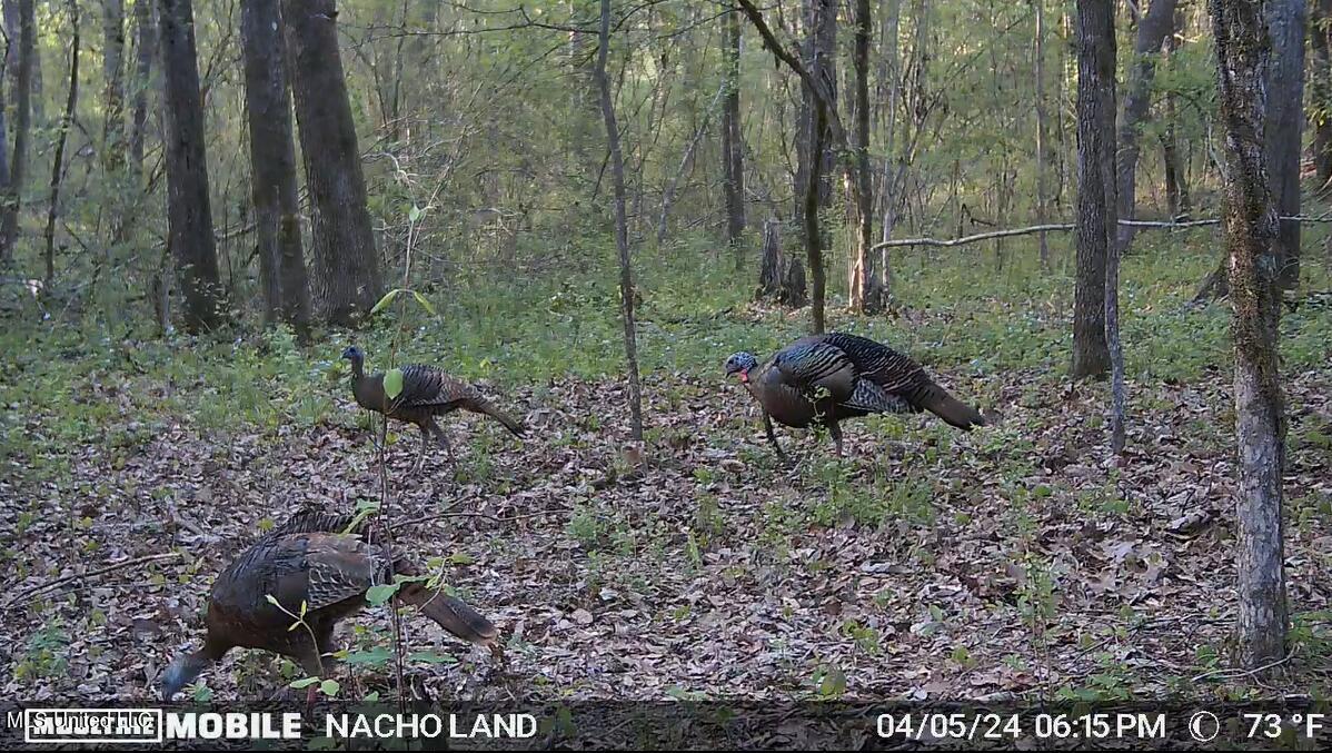 35 Highway 35 Vaiden, MS 39176 - Photo 84 of 88 Screenshot 2024-10-17 154217