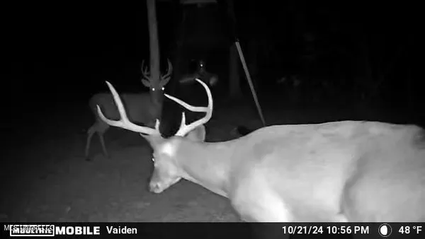 $301,950 | 35 Highway 35, Vaiden, MS 39176