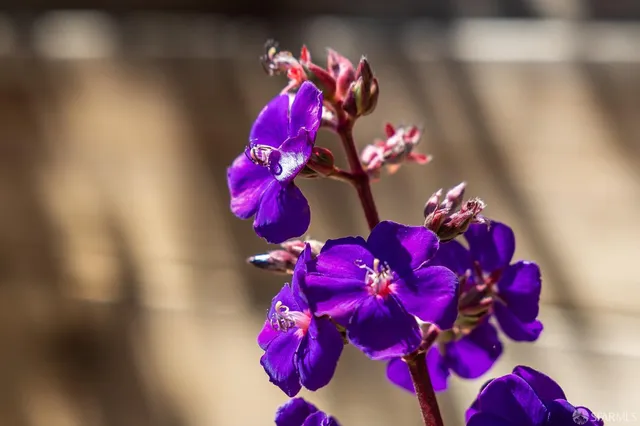 $3,695,000 | 3325 Pierce Street, San Francisco, CA 94123