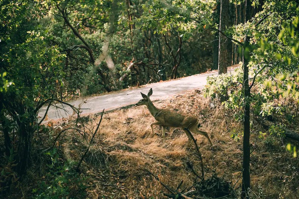 33209 Road 222 North Fork, CA 93643 - Photo 20 of 23 a view of a backyard of the house