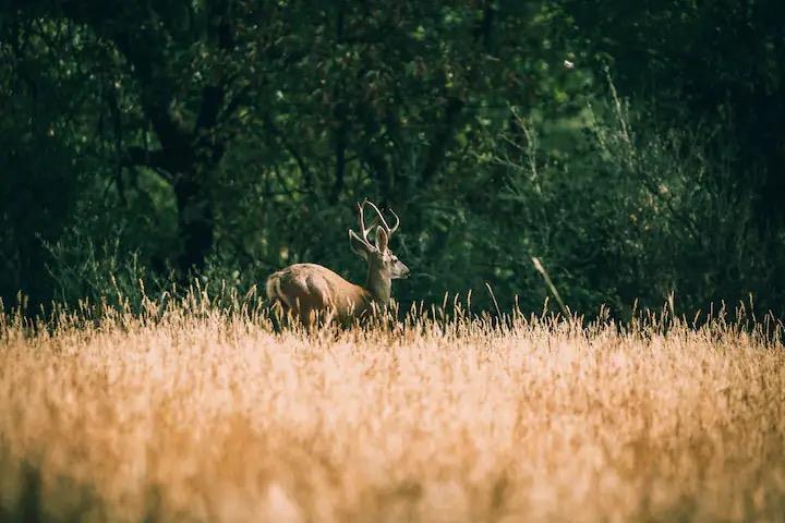 33209 Road 222 North Fork, CA 93643 - Photo 21 of 23 a backyard of a house with lots of green space