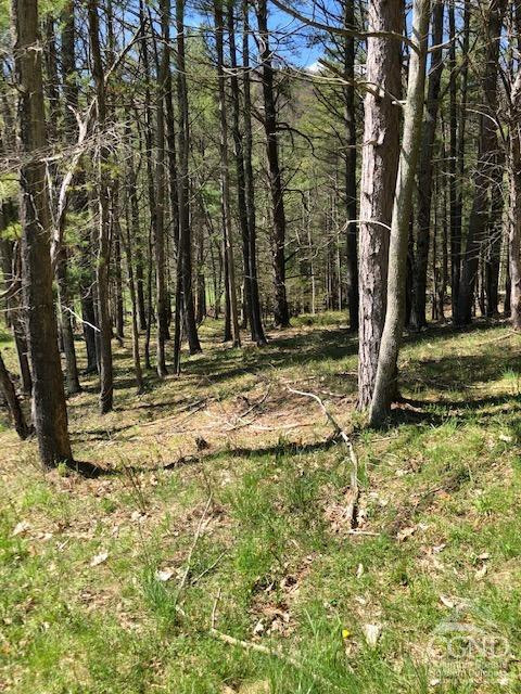 510 Mill Valley Road Middleburgh, NY 12122 - Photo 42 of 50 a view of outdoor space with trees