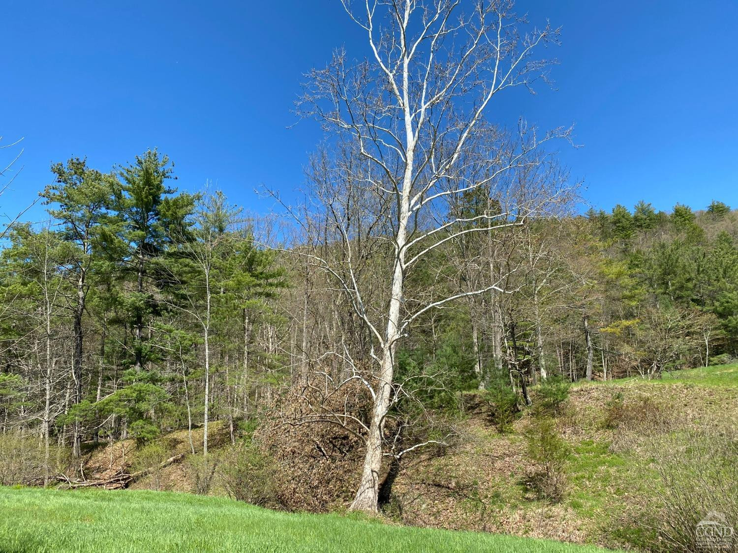 510 Mill Valley Road Middleburgh, NY 12122 - Photo 5 of 50 a view of a garden