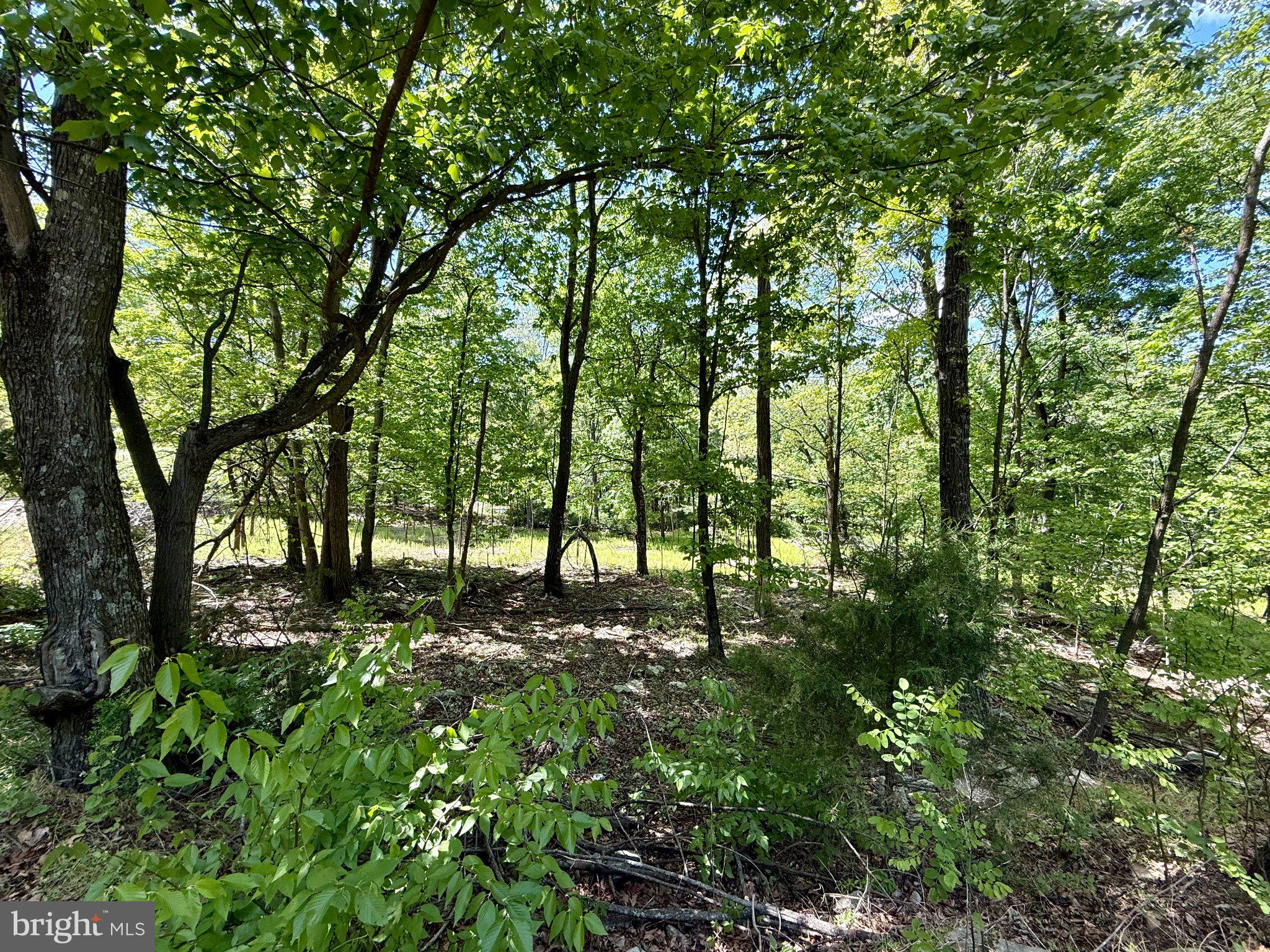 115 River Ridge Yellow Spring, WV 26865 - Photo 23 of 25 Lush greenery in a tranquil forest.
