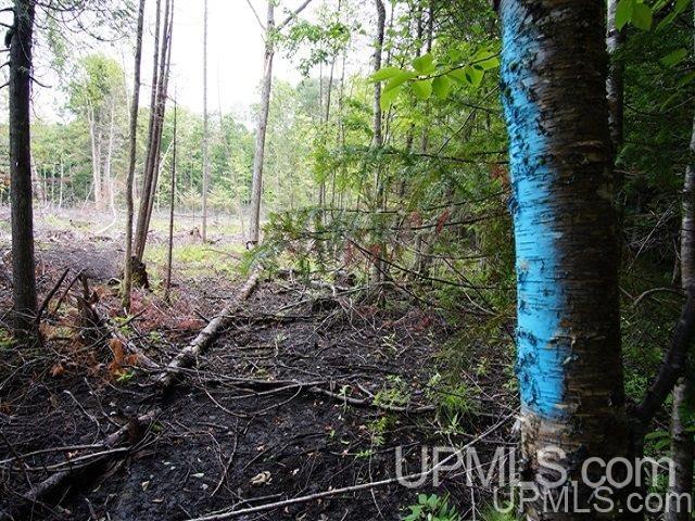 40-acres Co Rd 467 Germfask, MI 49836 - Photo 18 of 22