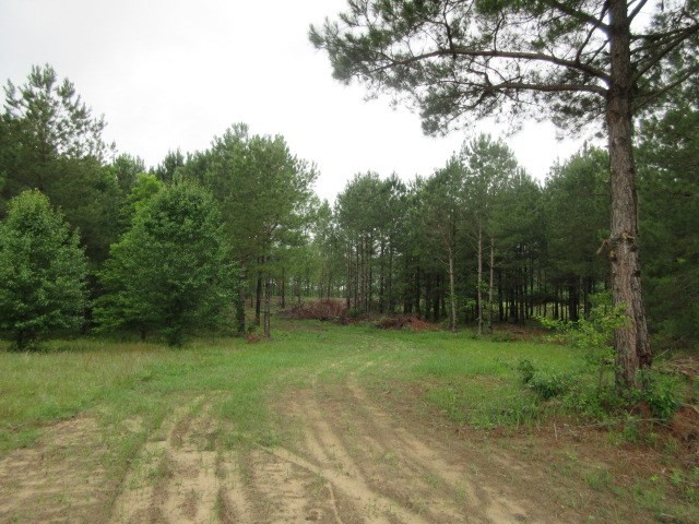950 Loring Mill Road Sumter, SC 29150 - Photo 4 of 5 Gallery Image 4