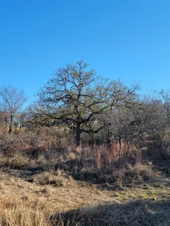 a backyard of a house with lots of trees