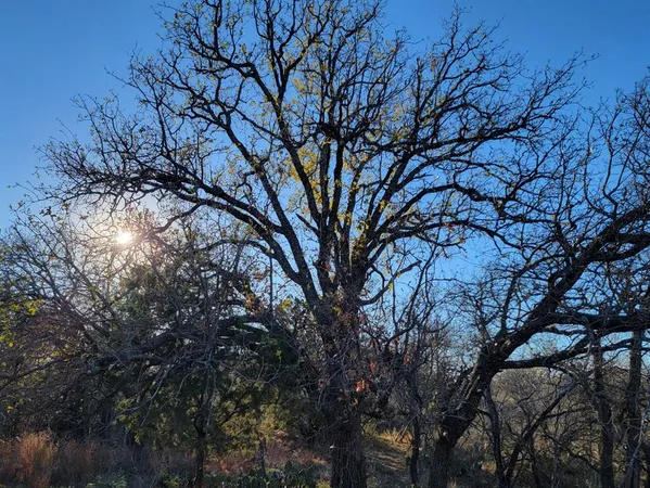 a view of a yard with a tree
