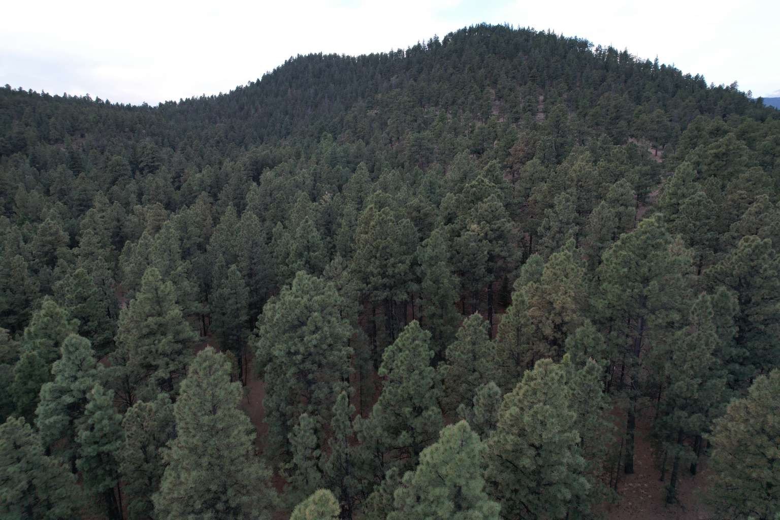 0 A015 County Road Mora, NM 87732 - Photo 13 of 40