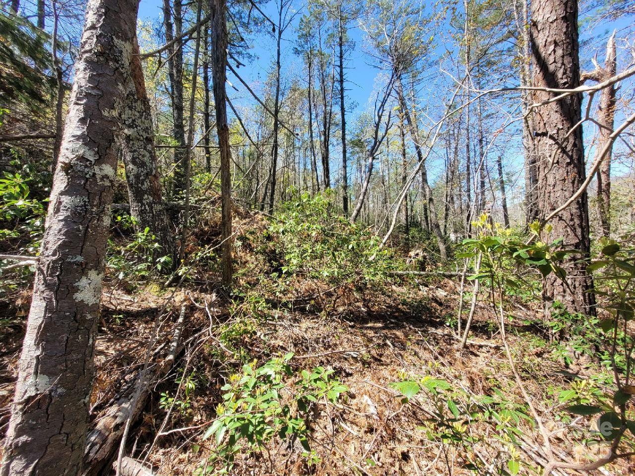 167 Fox Rdg Trail Marion, NC 28752 - Photo 3 of 12 a view of a yard with plants and trees