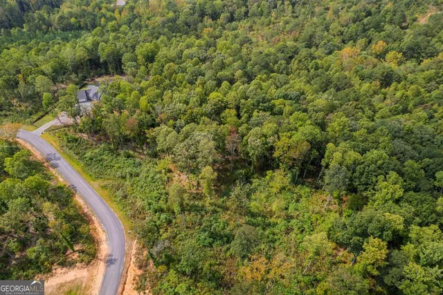 a view of a forest with a tree