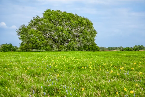 $7,250,000 | 2958 Highway 36, Bellville, TX 77418