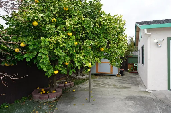 a backyard of a house with lots of green space