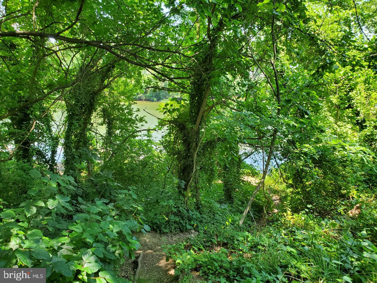 2167 Firethorn Road Middle River, MD 21220 - Photo 22 of 29 Wooded area with water view.