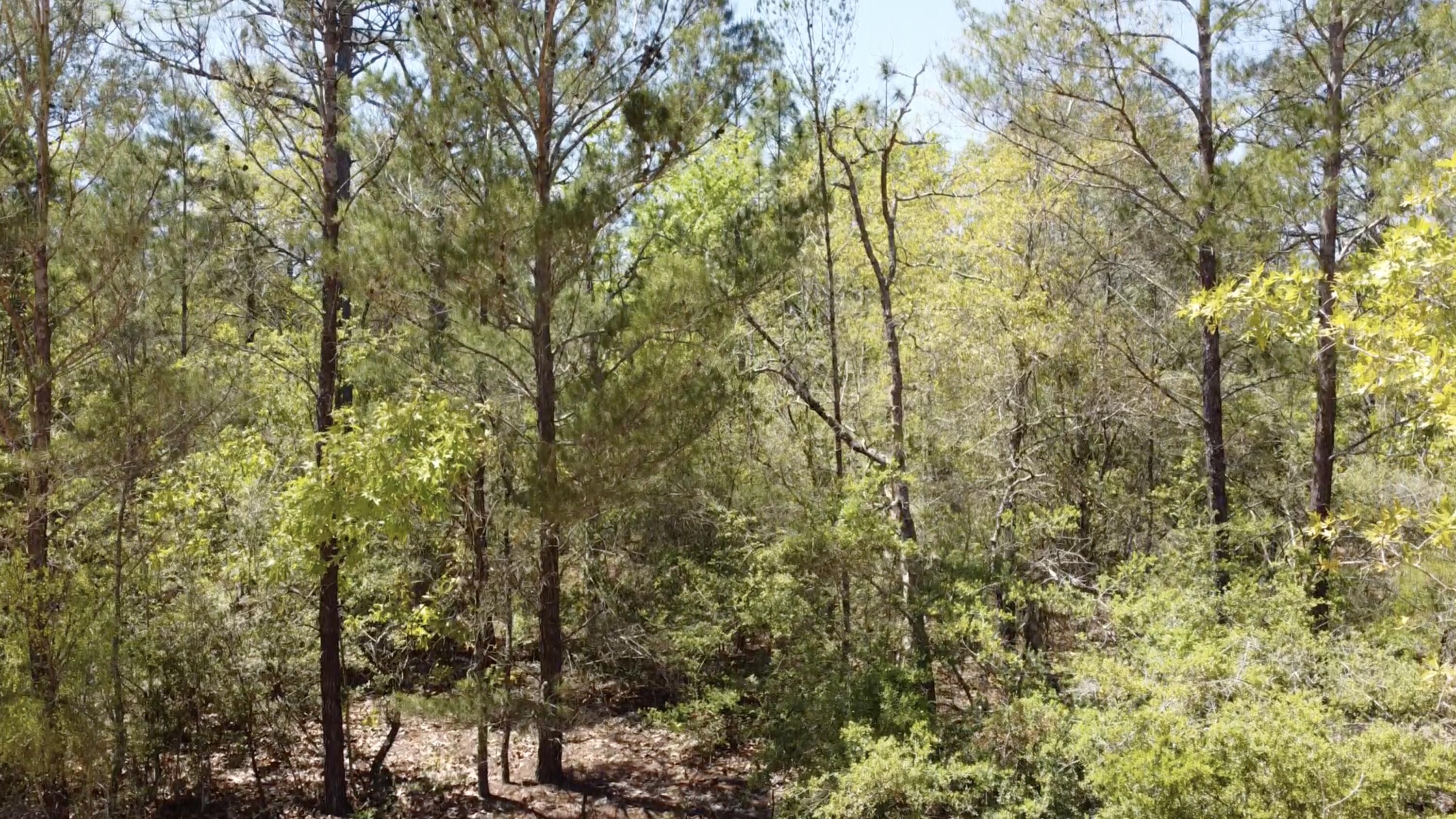 Lot 11 Randi Road Crestview, FL 32539 - Photo 6 of 12 Gallery Image 6