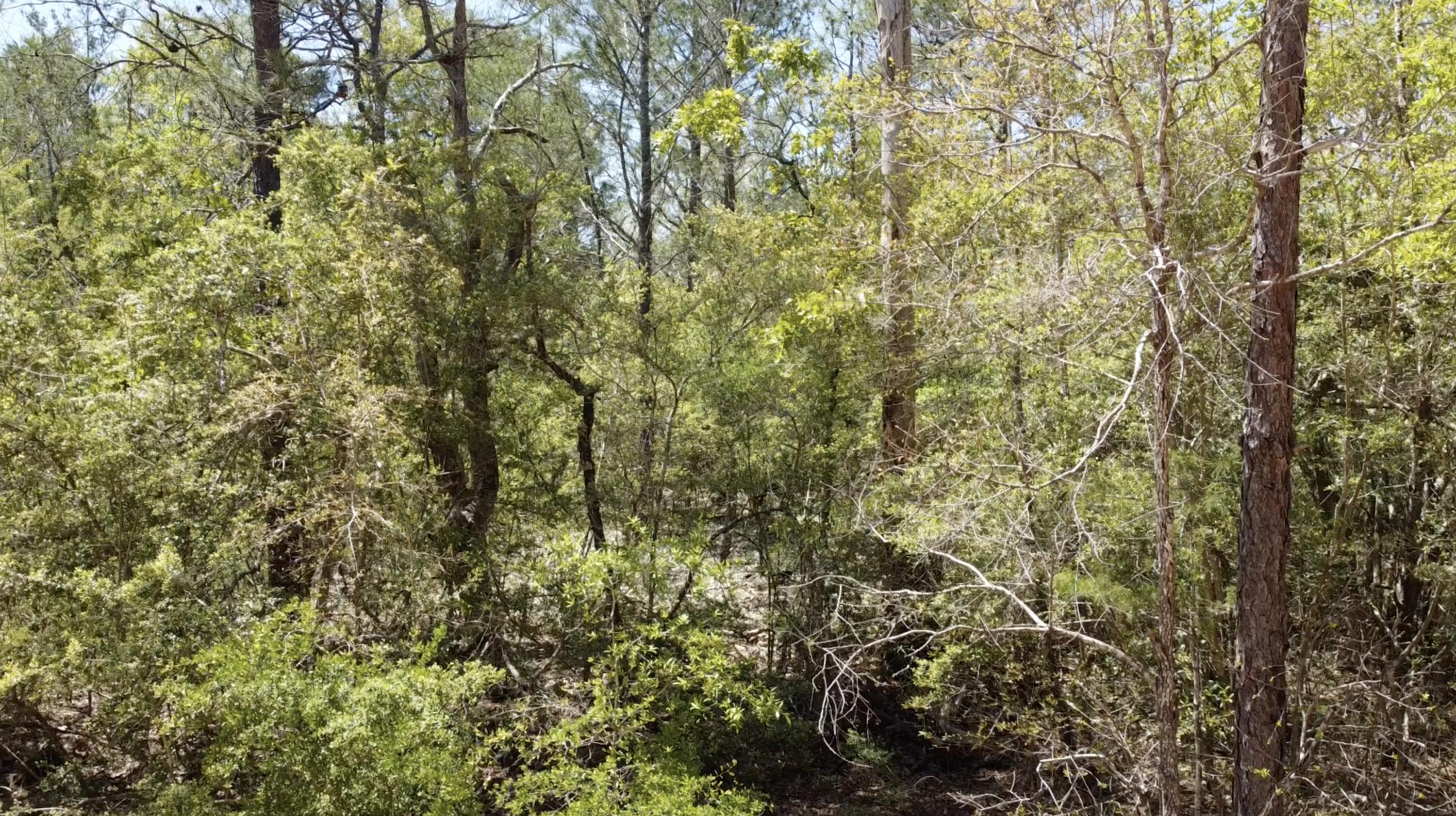 Lot 11 Randi Road Crestview, FL 32539 - Photo 8 of 12 Gallery Image 8
